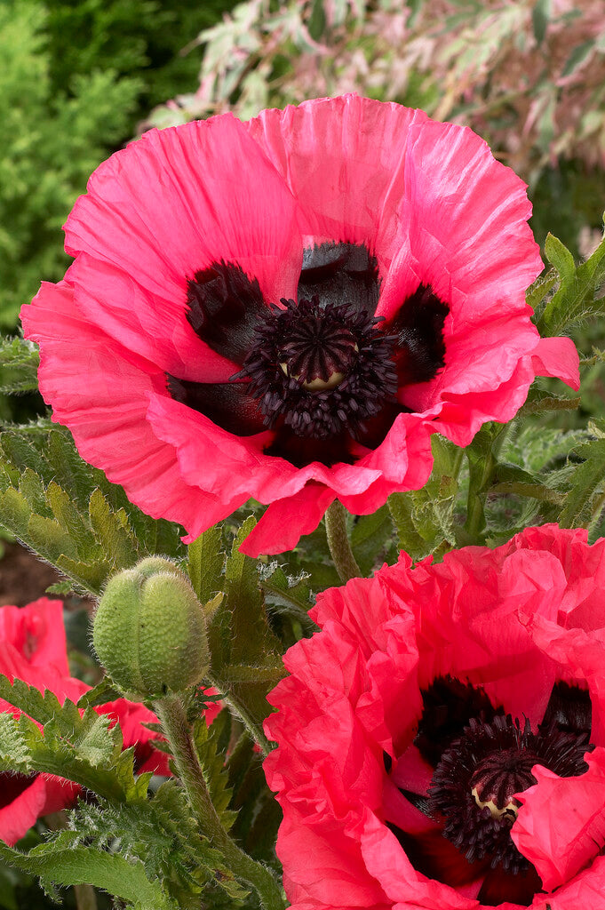 Poppy-Papaver 'Moulin Rouge' 1-pakning